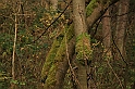 Rostoczek 11.2008 071